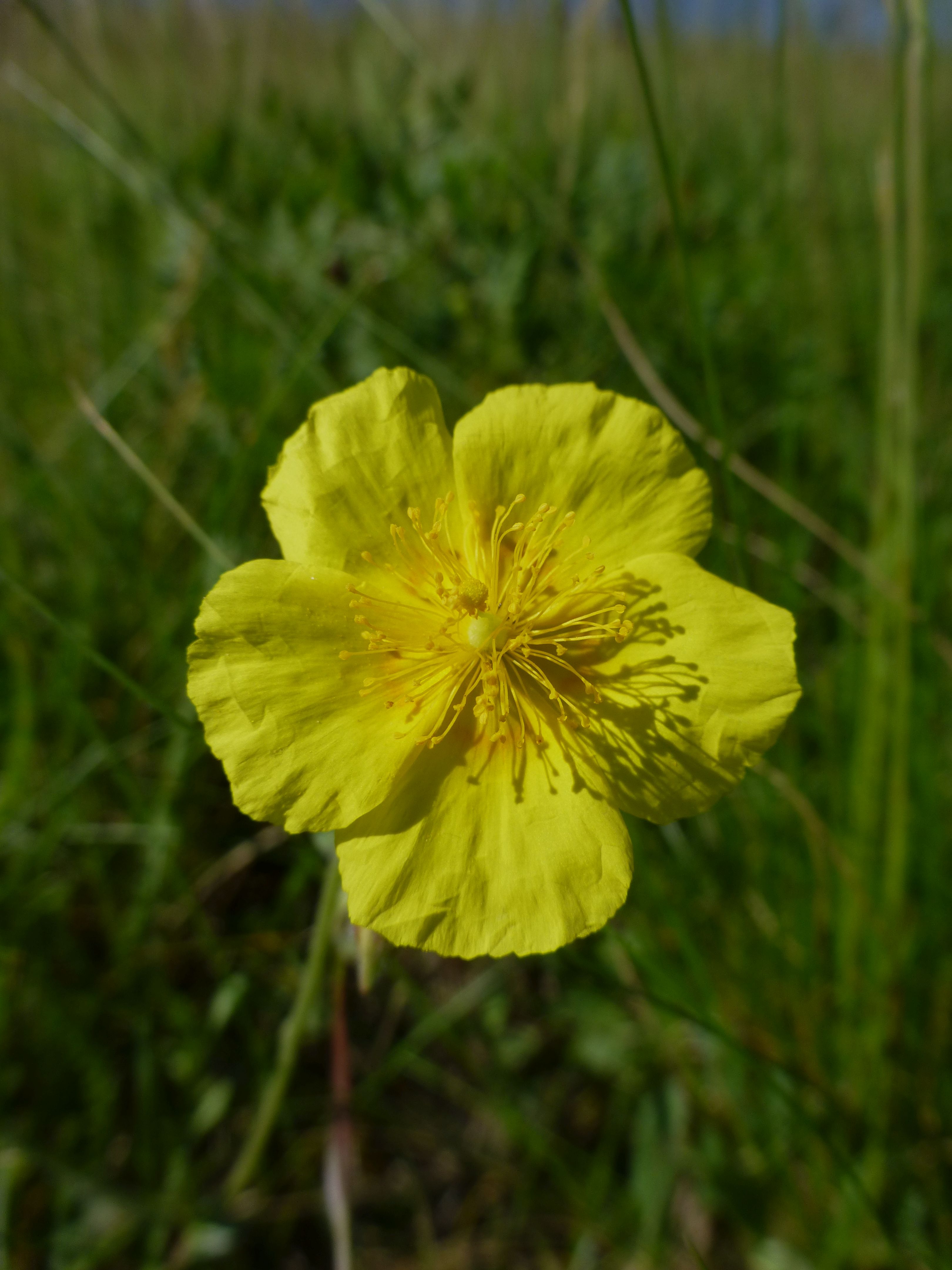 31072014090752 2599 art 558 helianthemum ovatum 1