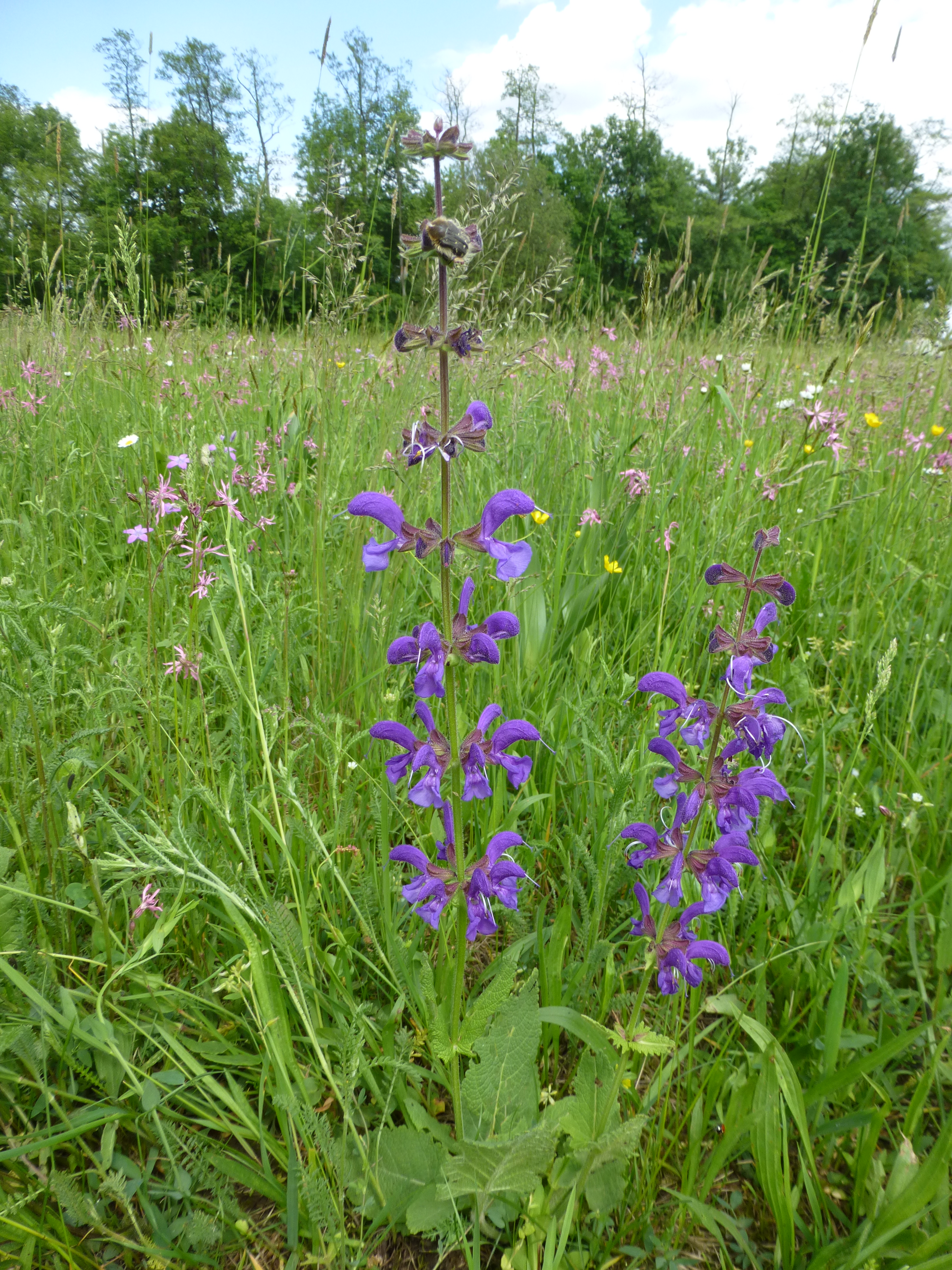 31072014091854 2600 art 556 salvia pratensis 10