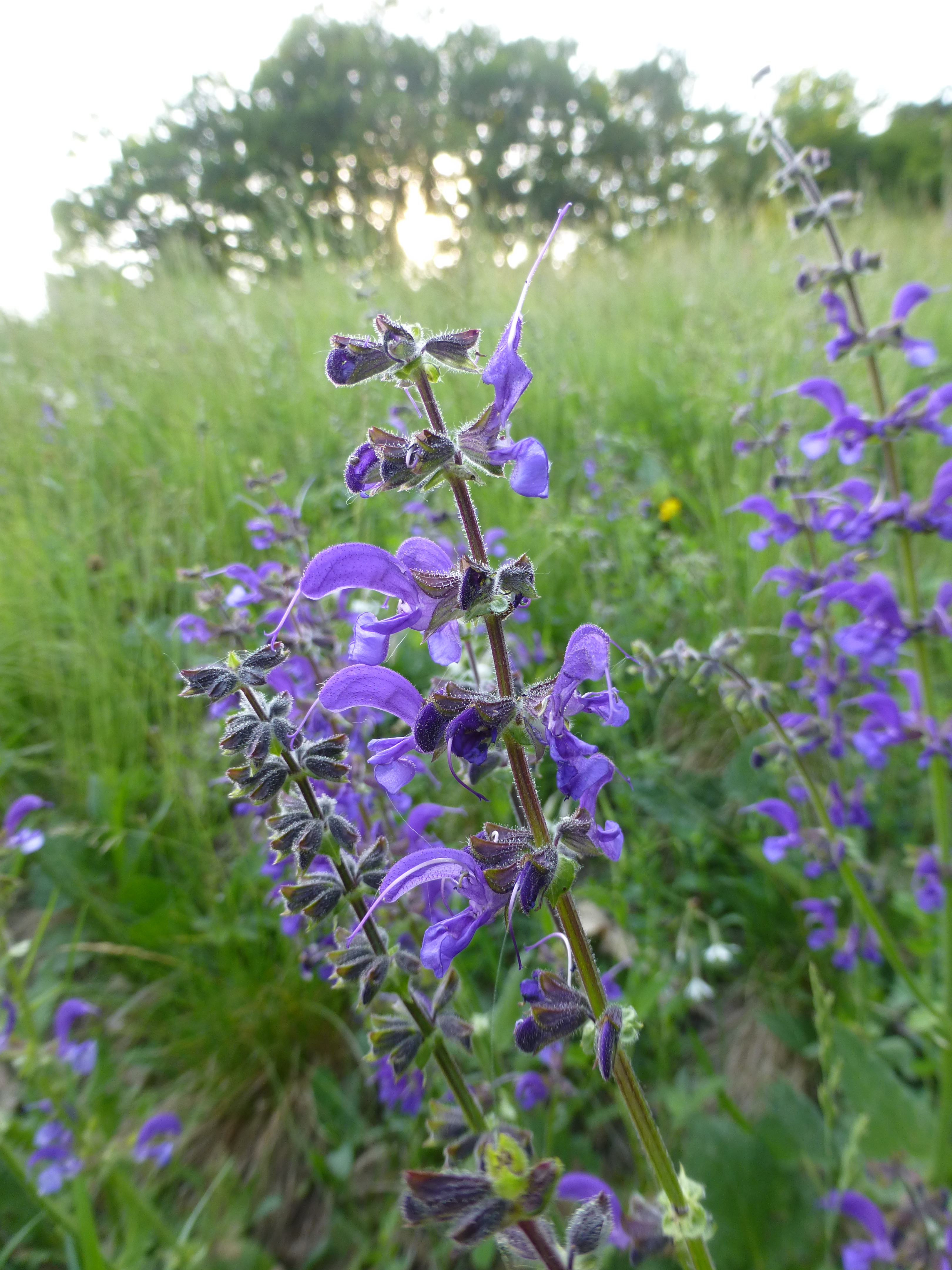 31072014092134 2601 art 556 salvia pratensis 6