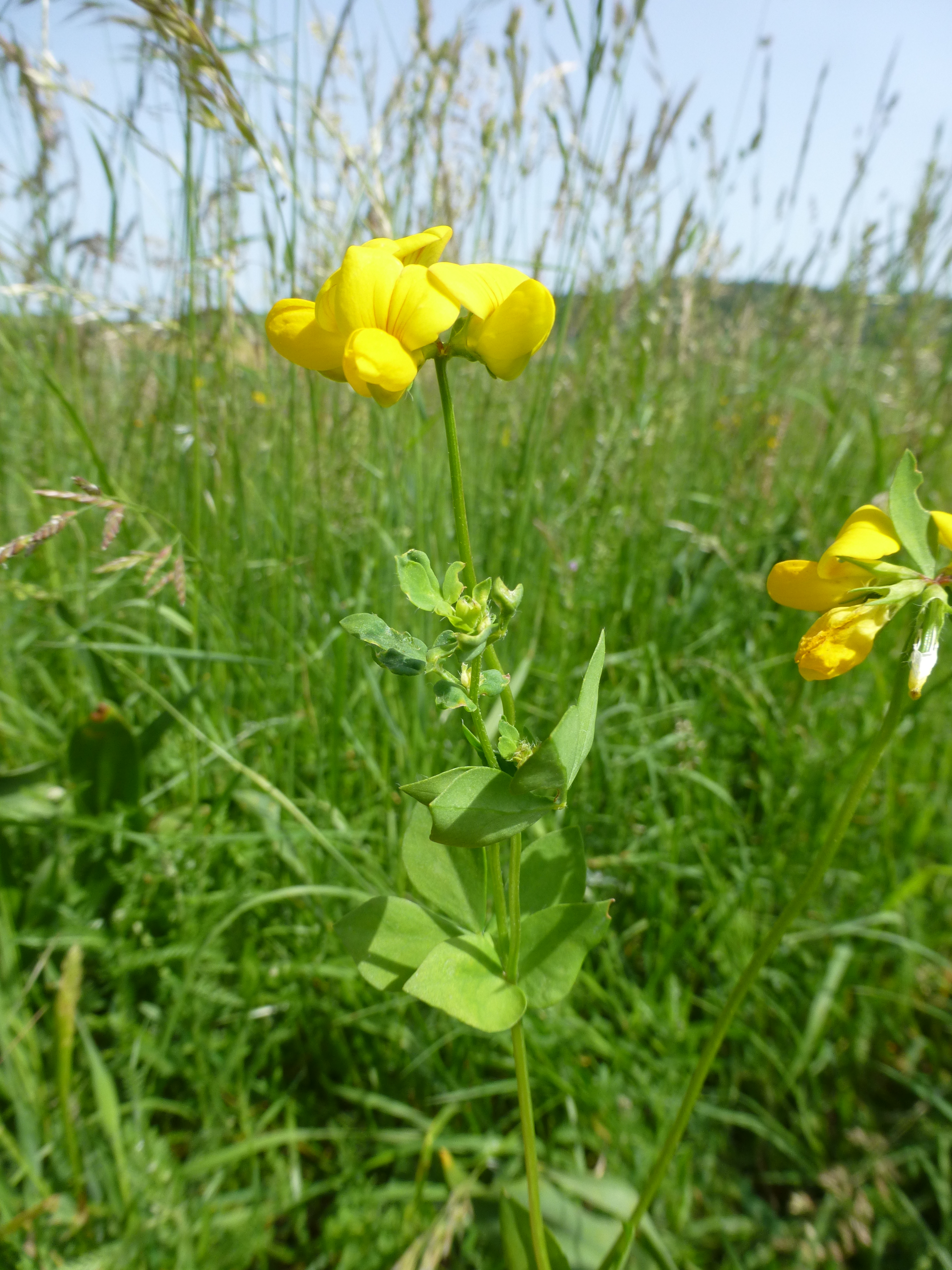 31072014092504 2602 art 498 lotus corniculatus 8
