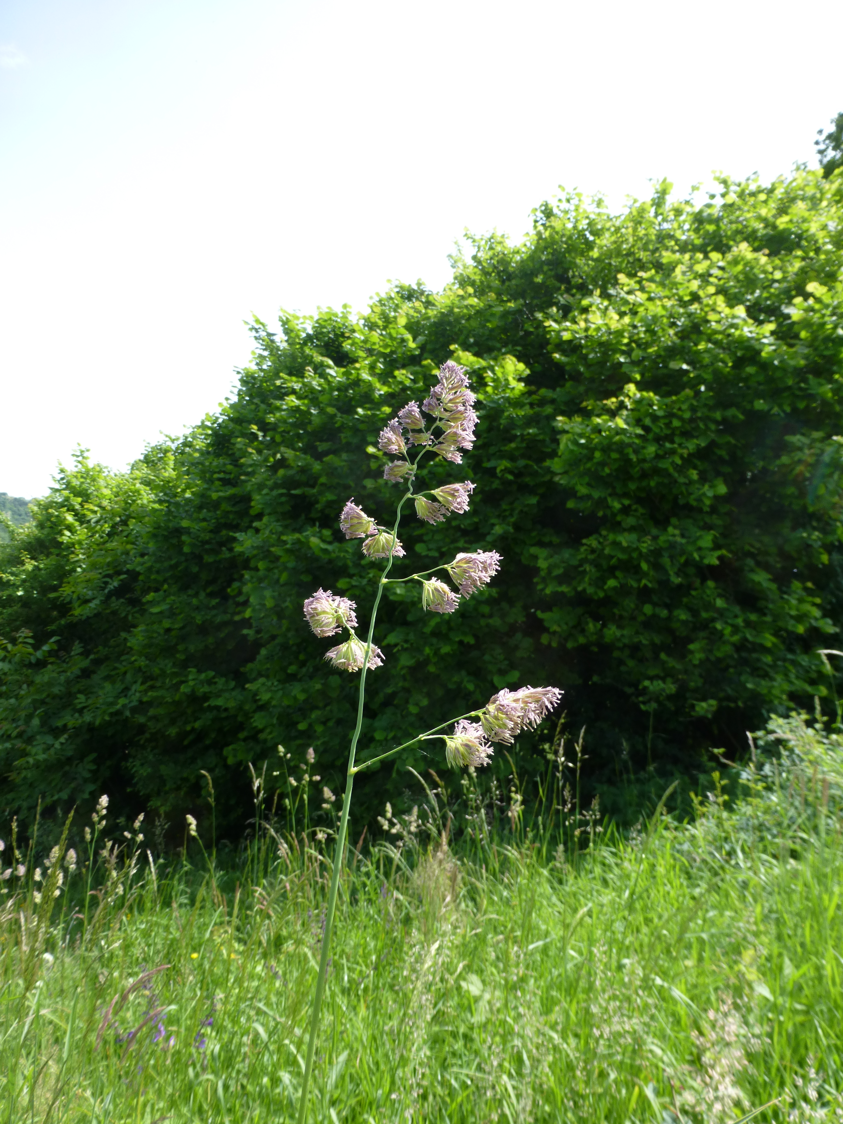 31072014092839 2603 art 493 dactylis glomerata 7