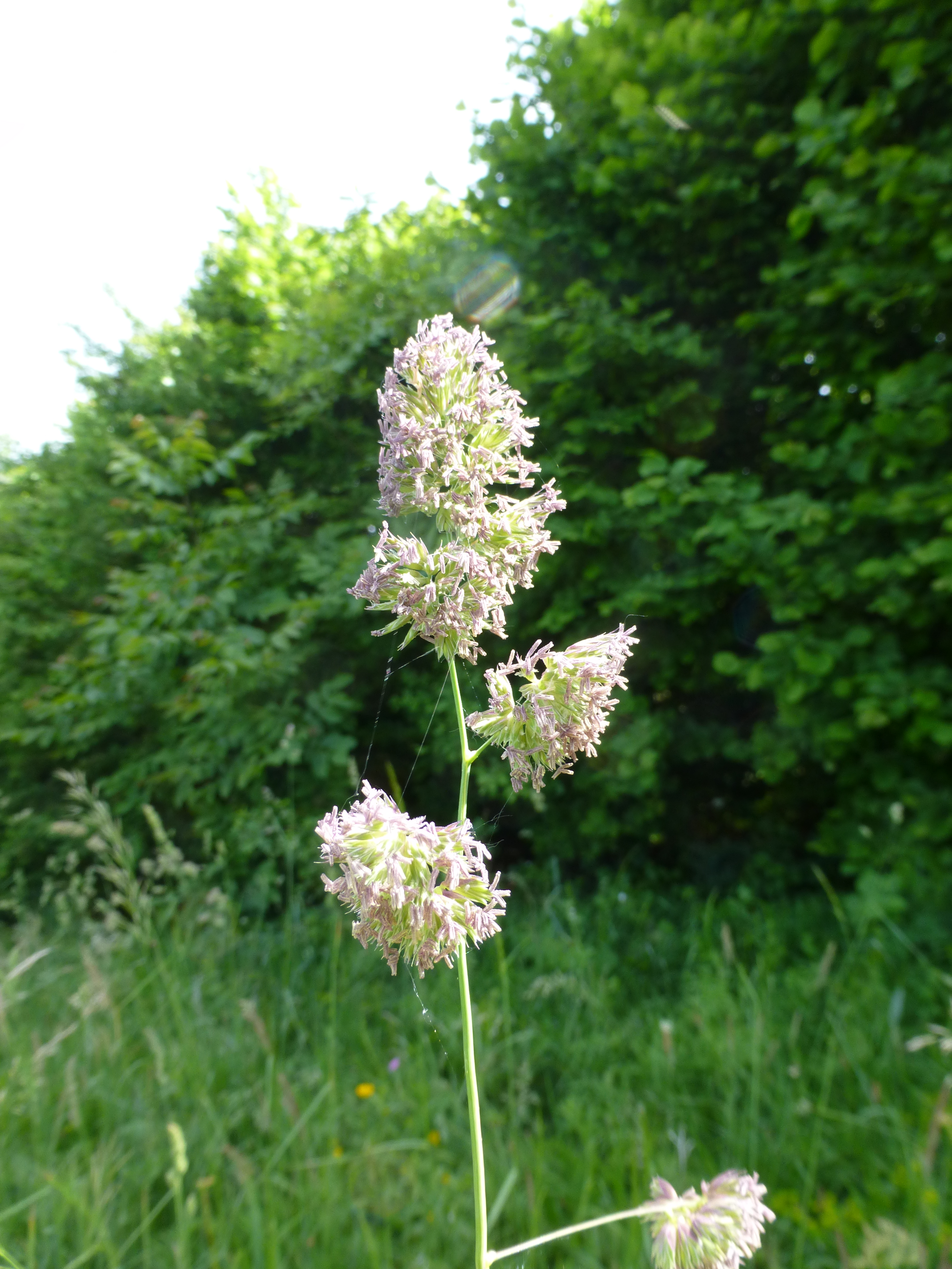 31072014093052 2604 art 493 dactylis glomerata 10