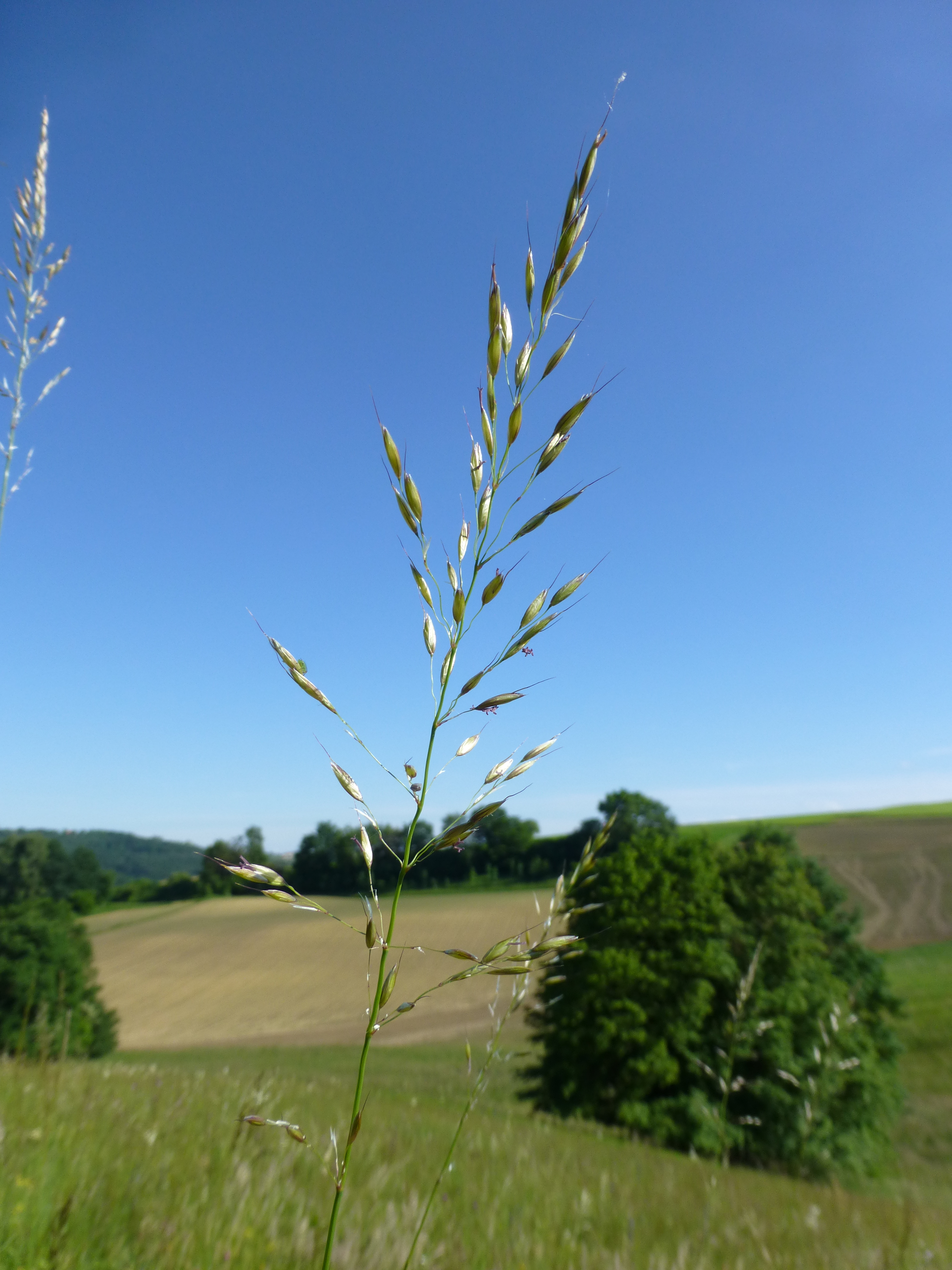 31072014093720 2605 art 492 arrhenaterum elatius 7