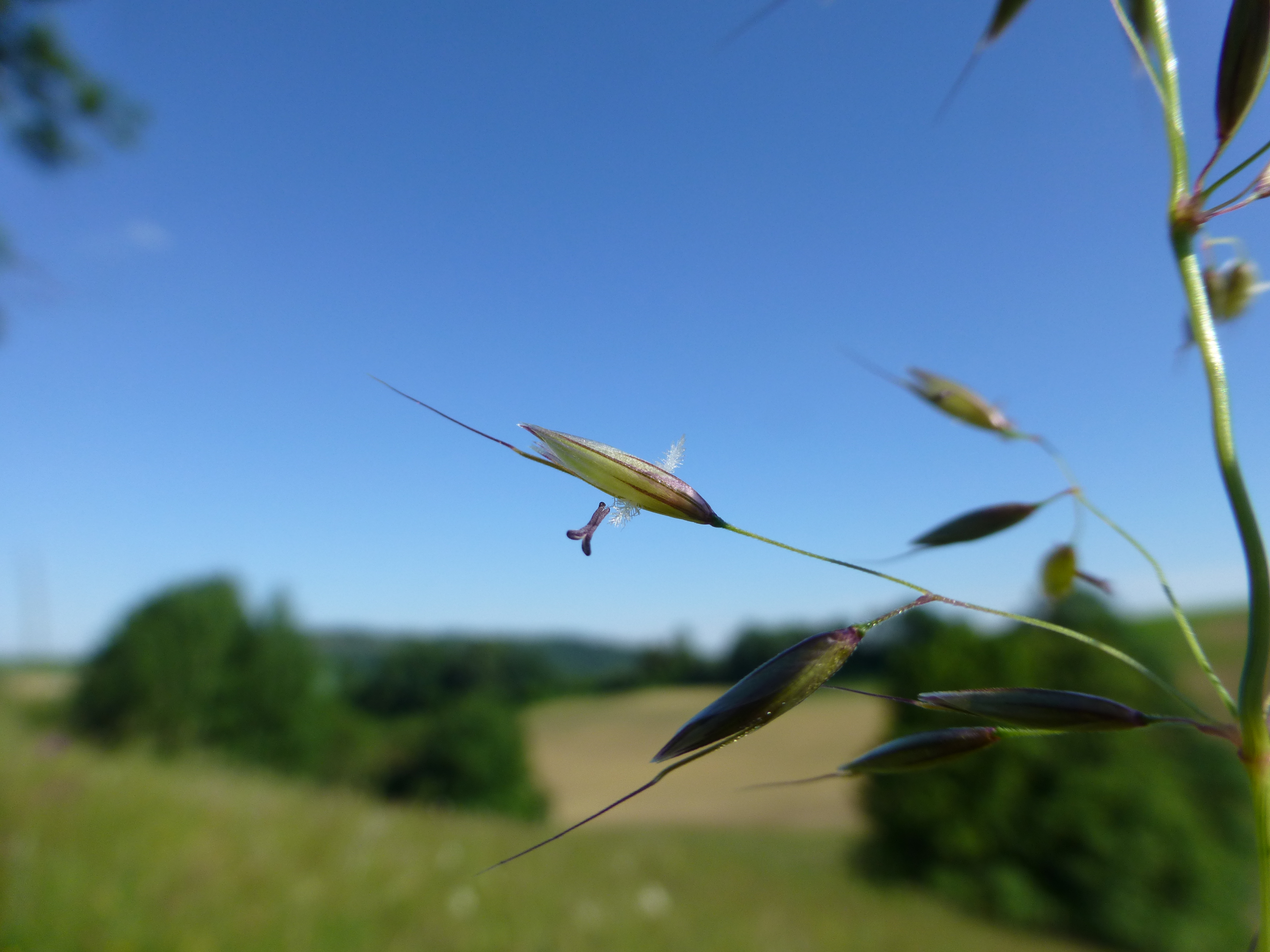 31072014093849 2606 art 492 arrhenaterum elatius 10