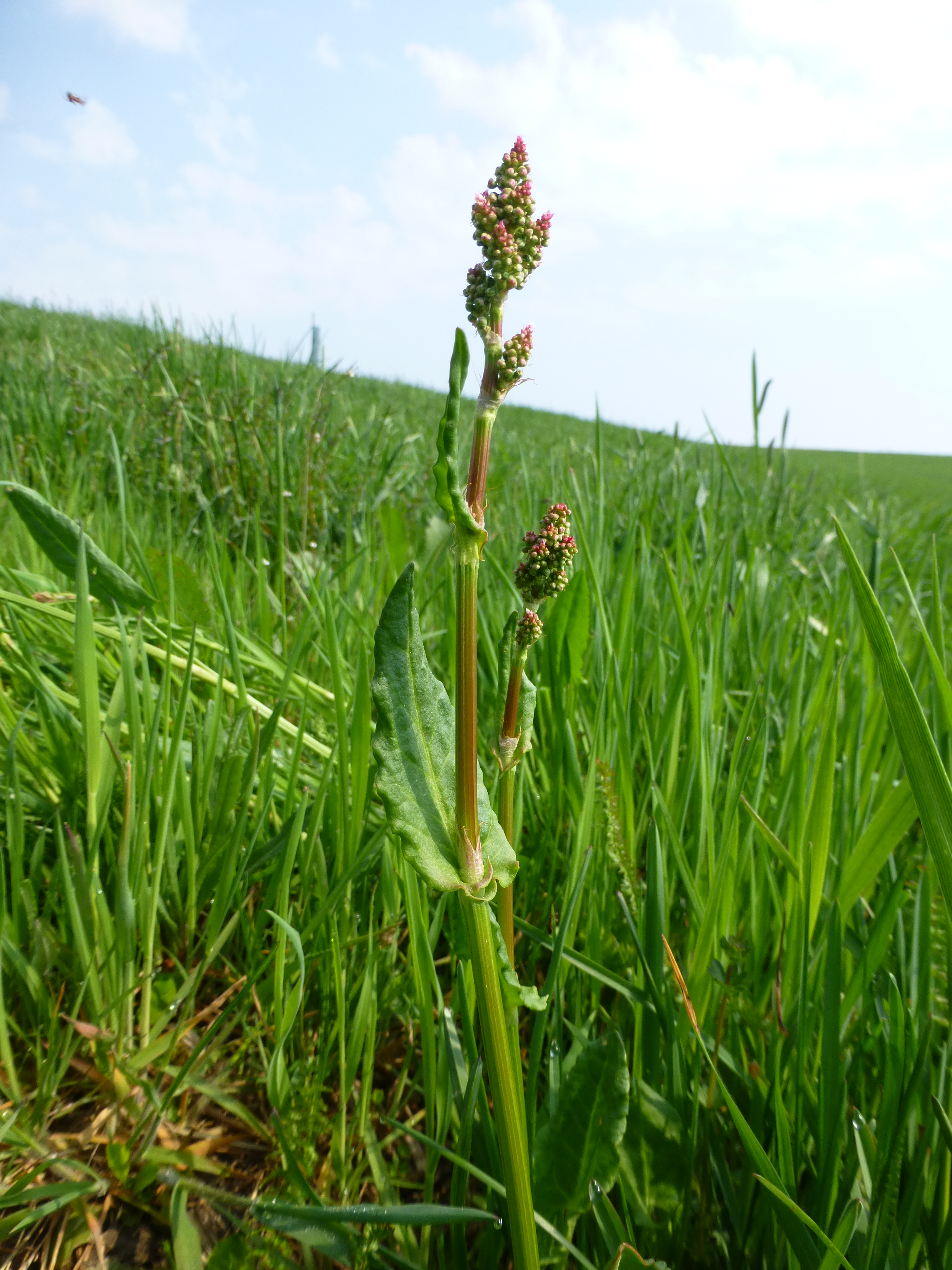 31072014094431 2610 art 504 rumex acetosa 4