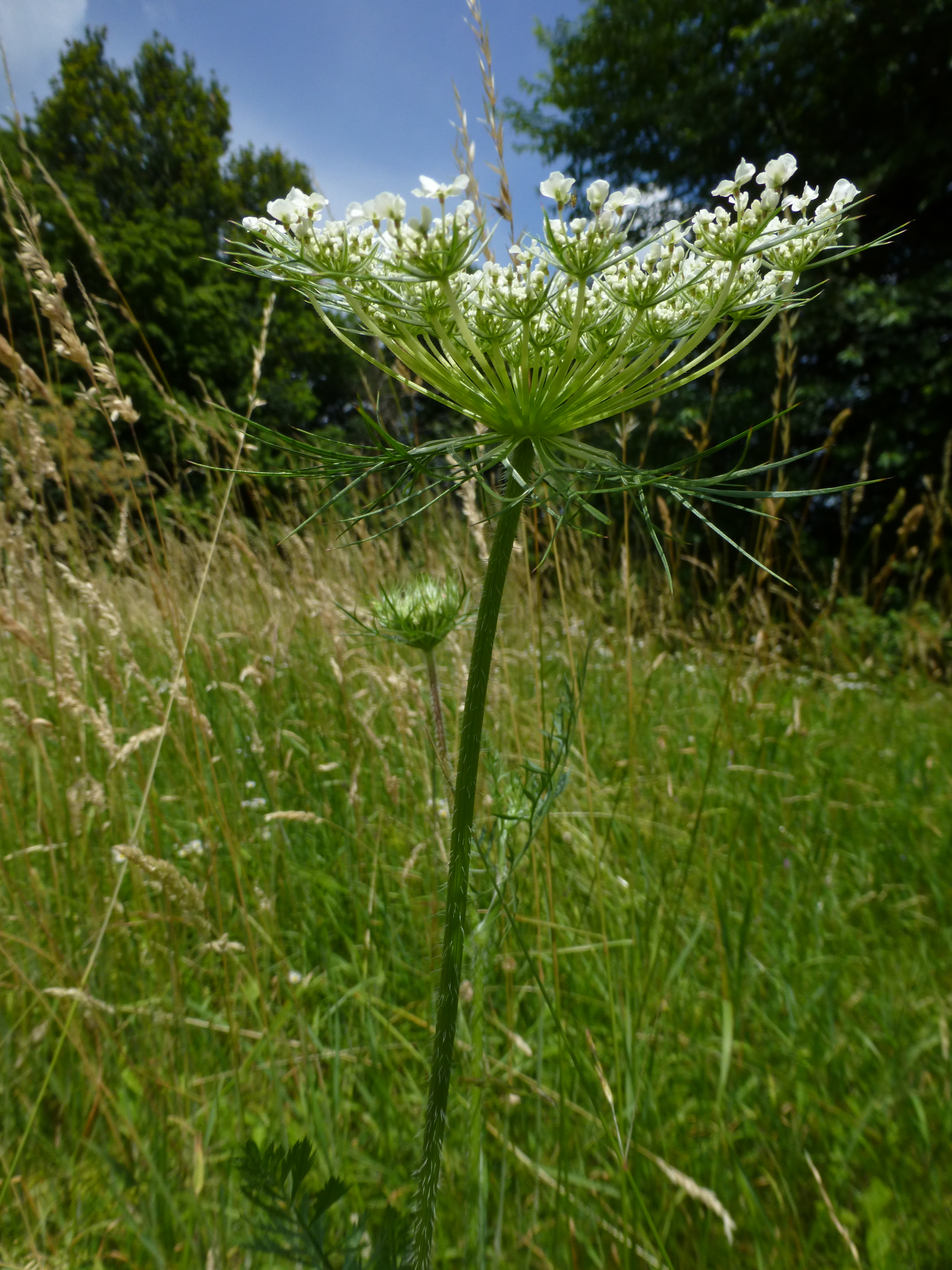 31072014094721 2611 art 500 daucus carota 1