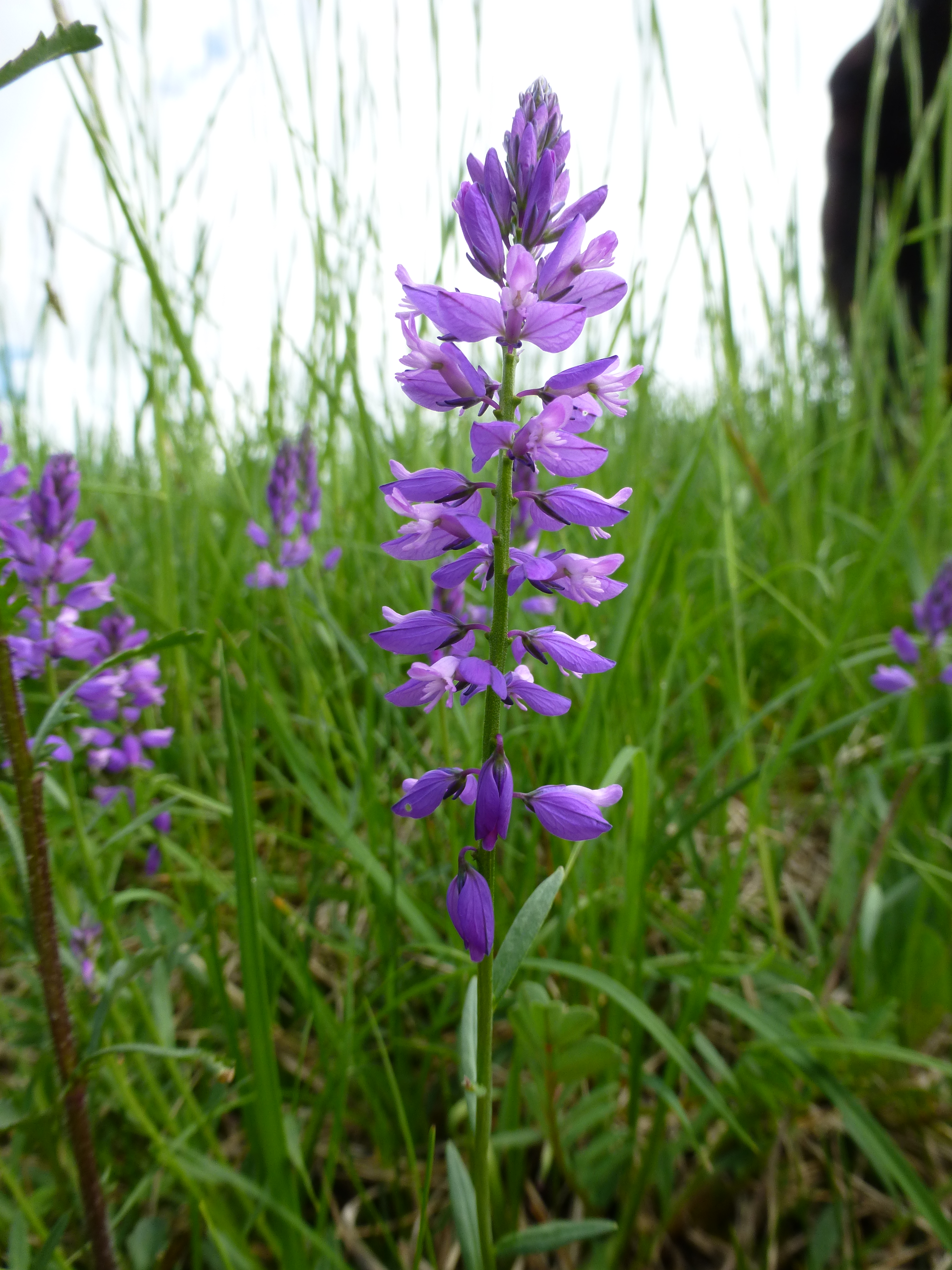 31072014095135 2612 art 561 polygala comosa 8