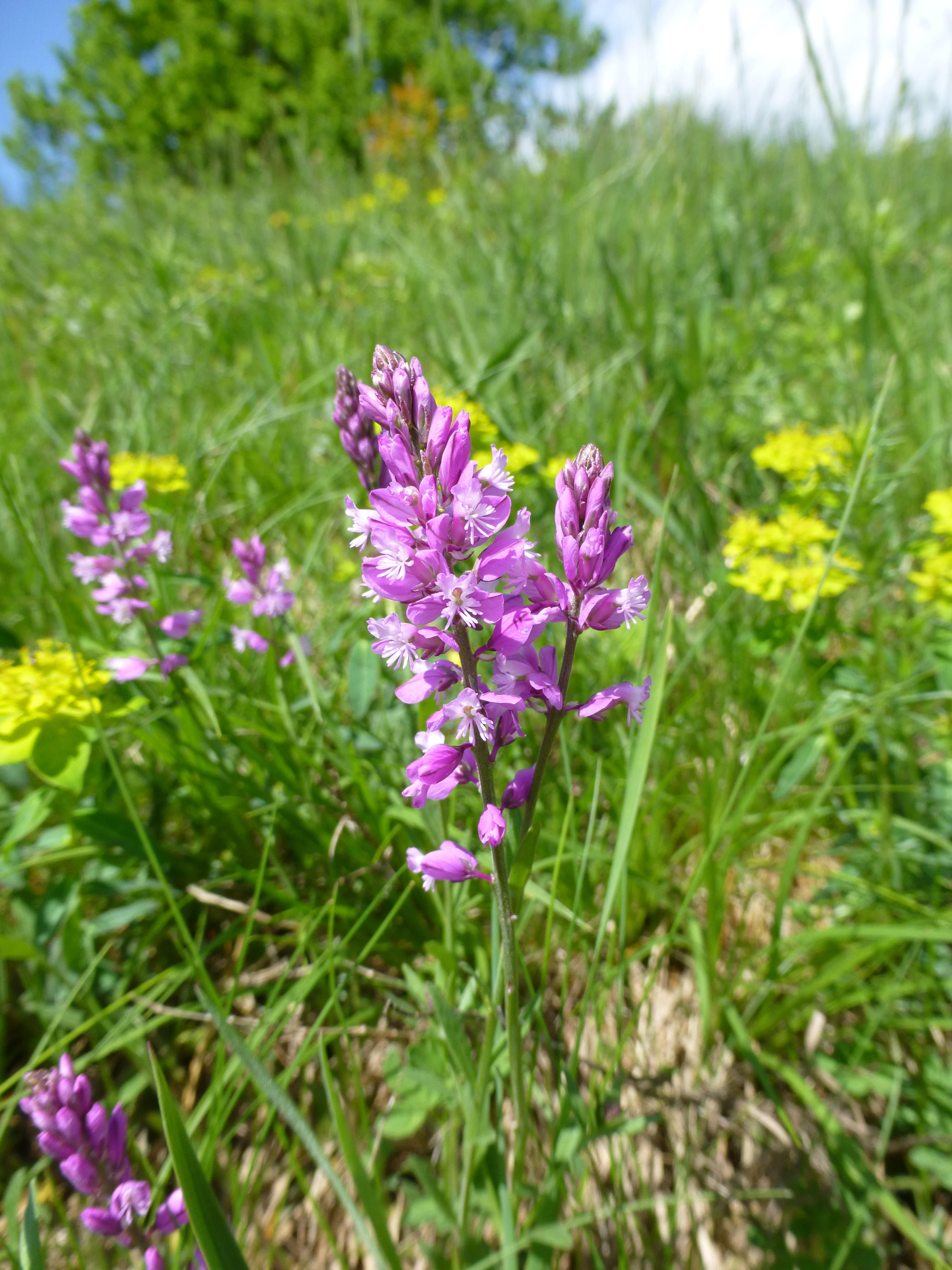 31072014095318 2613 art 561 polygala comosa 9