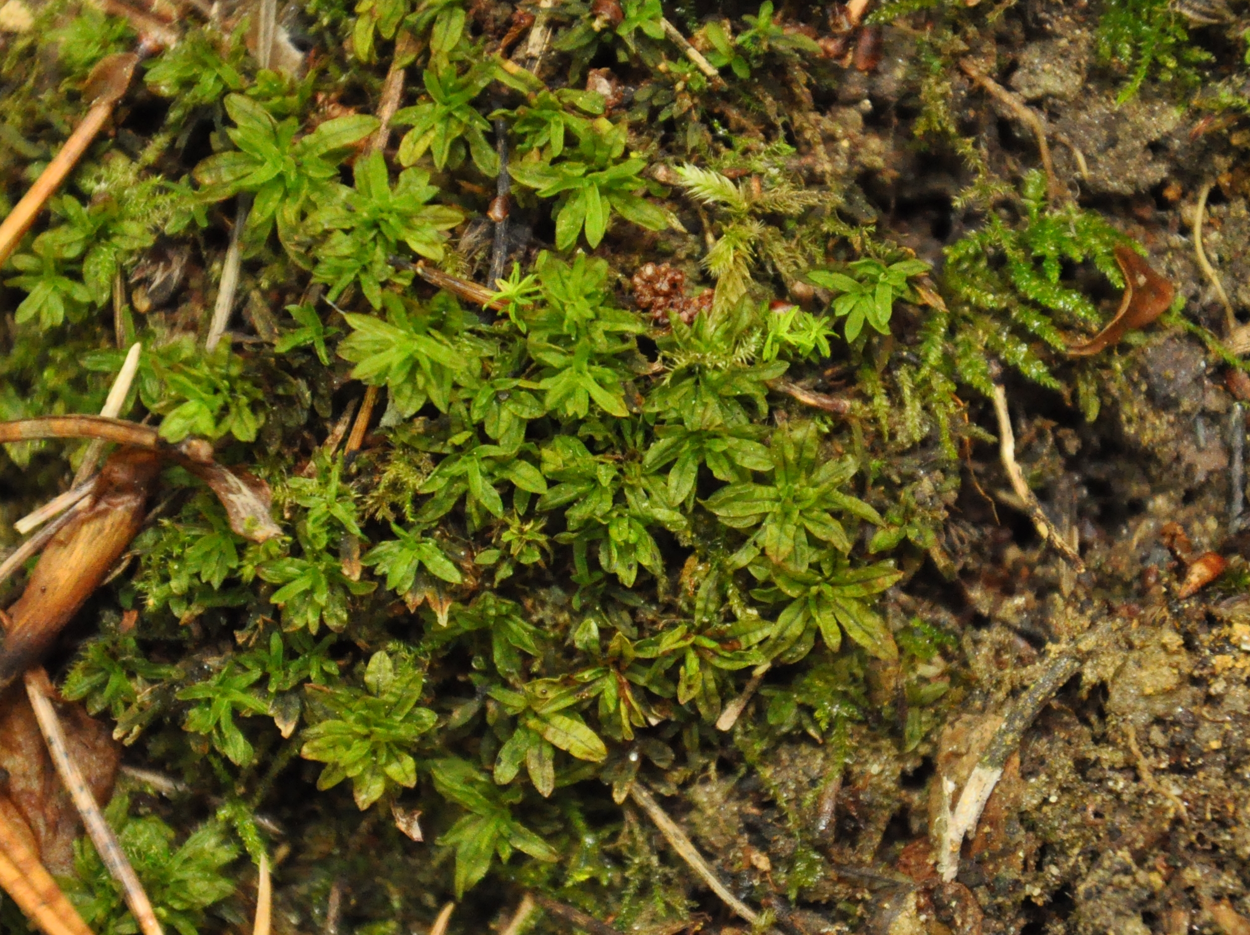 31082013084321 1758 art 1321 encalyptastreptocarpa dsc 0739