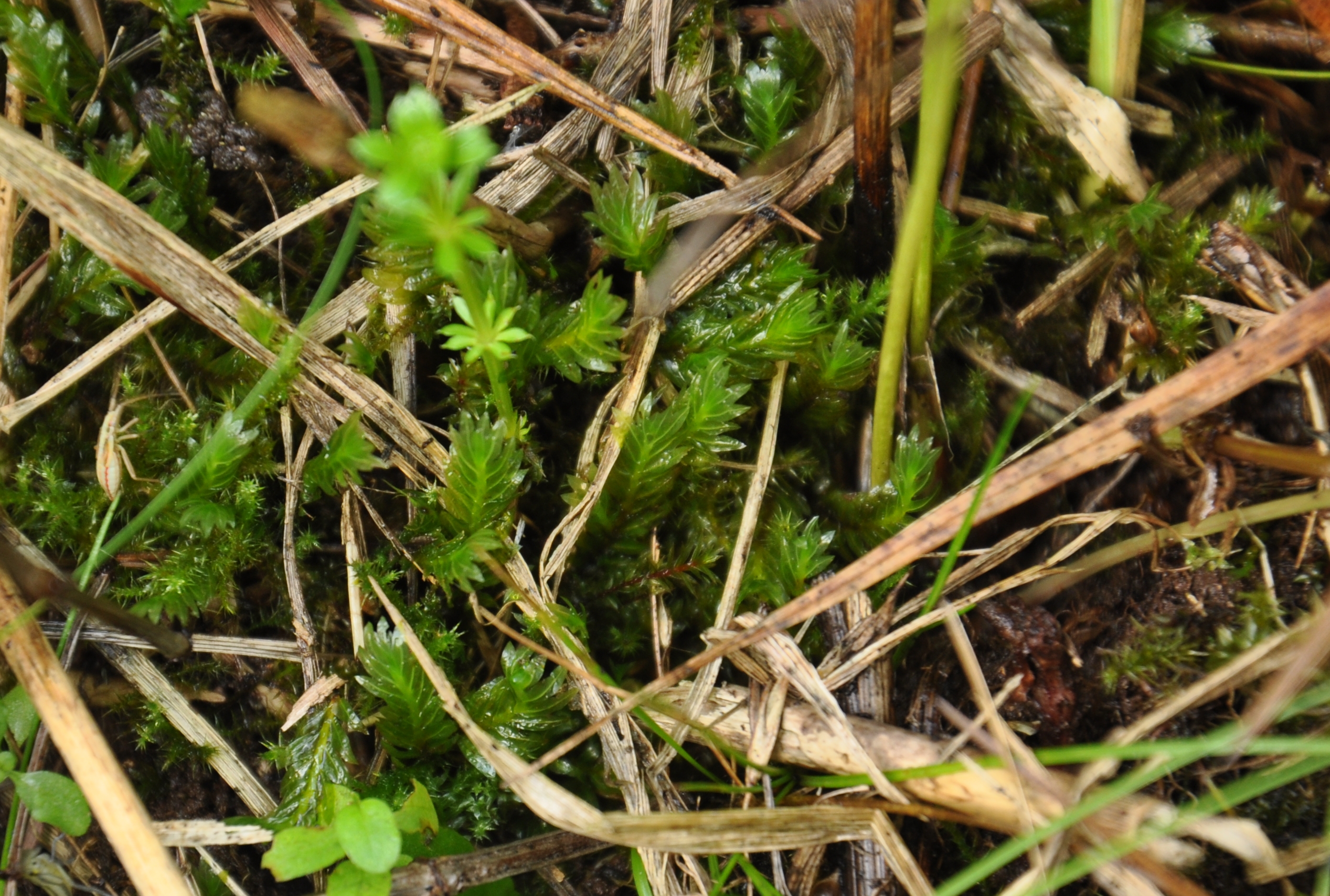 31082013085026 1759 art 1322 fiss adianthoides