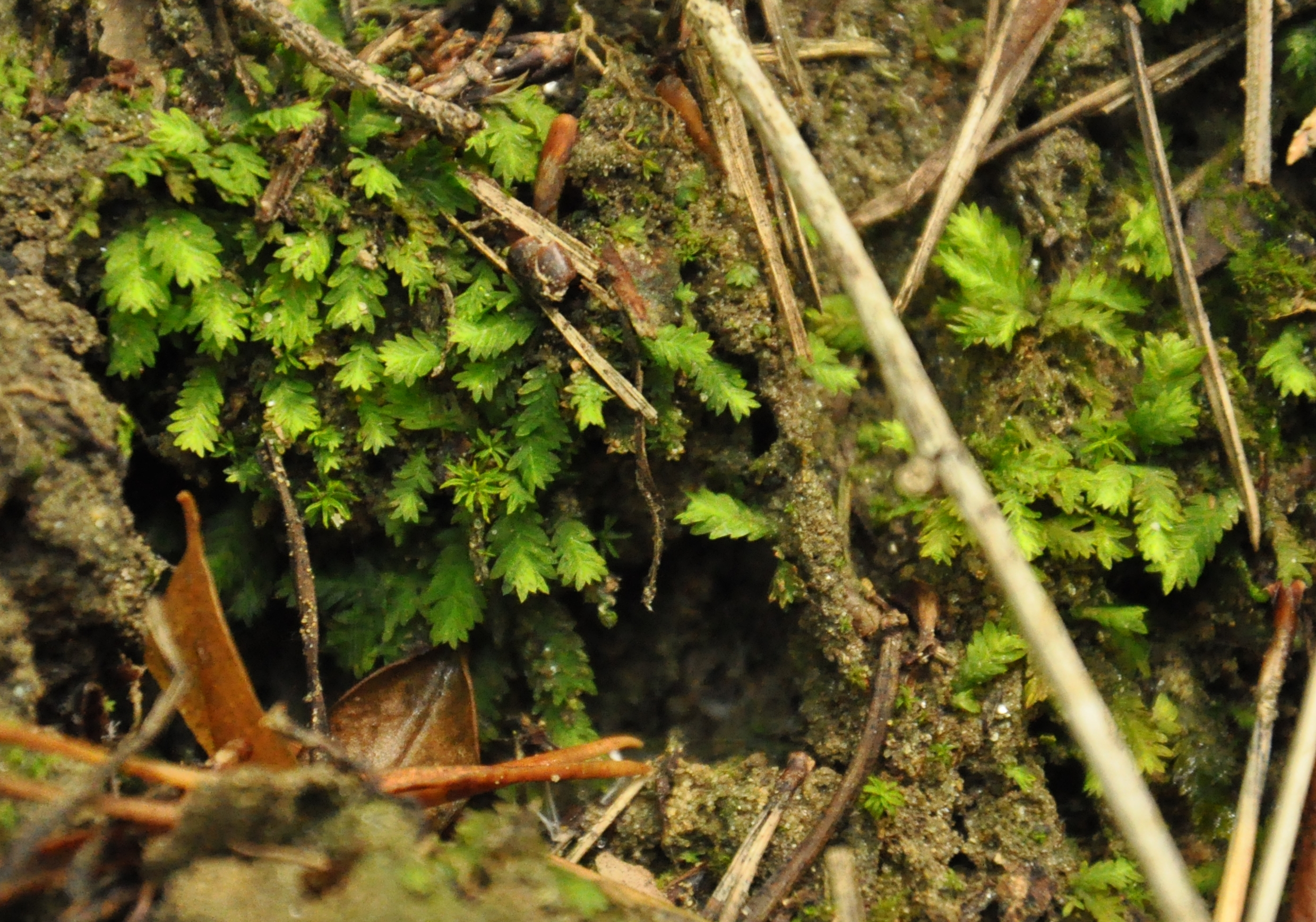 31082013085902 1760 art 1323 fissidenstaxifoliums dsc 0741