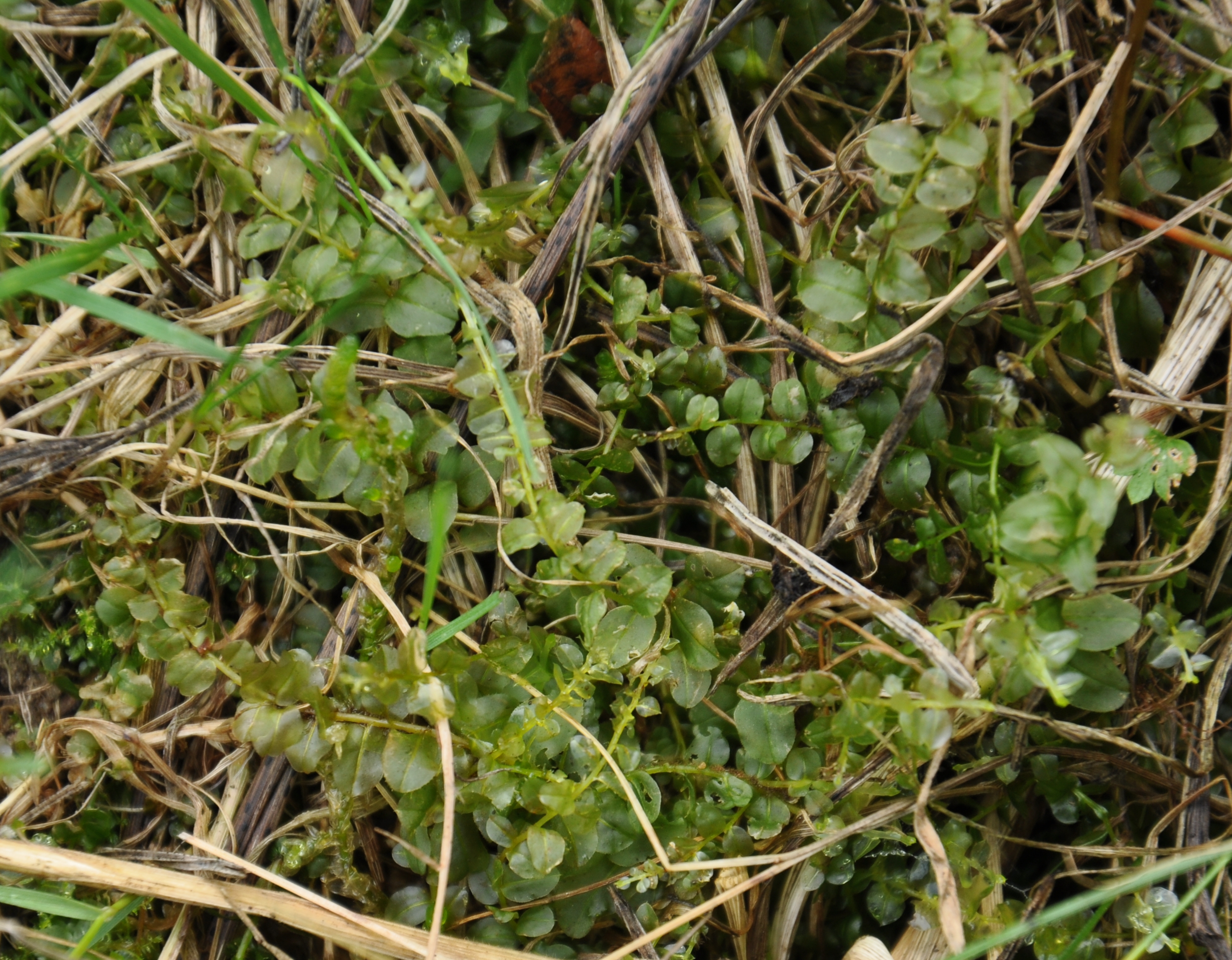 31082013090839 1761 art 1324 plagiomniumaffine dsc 0689