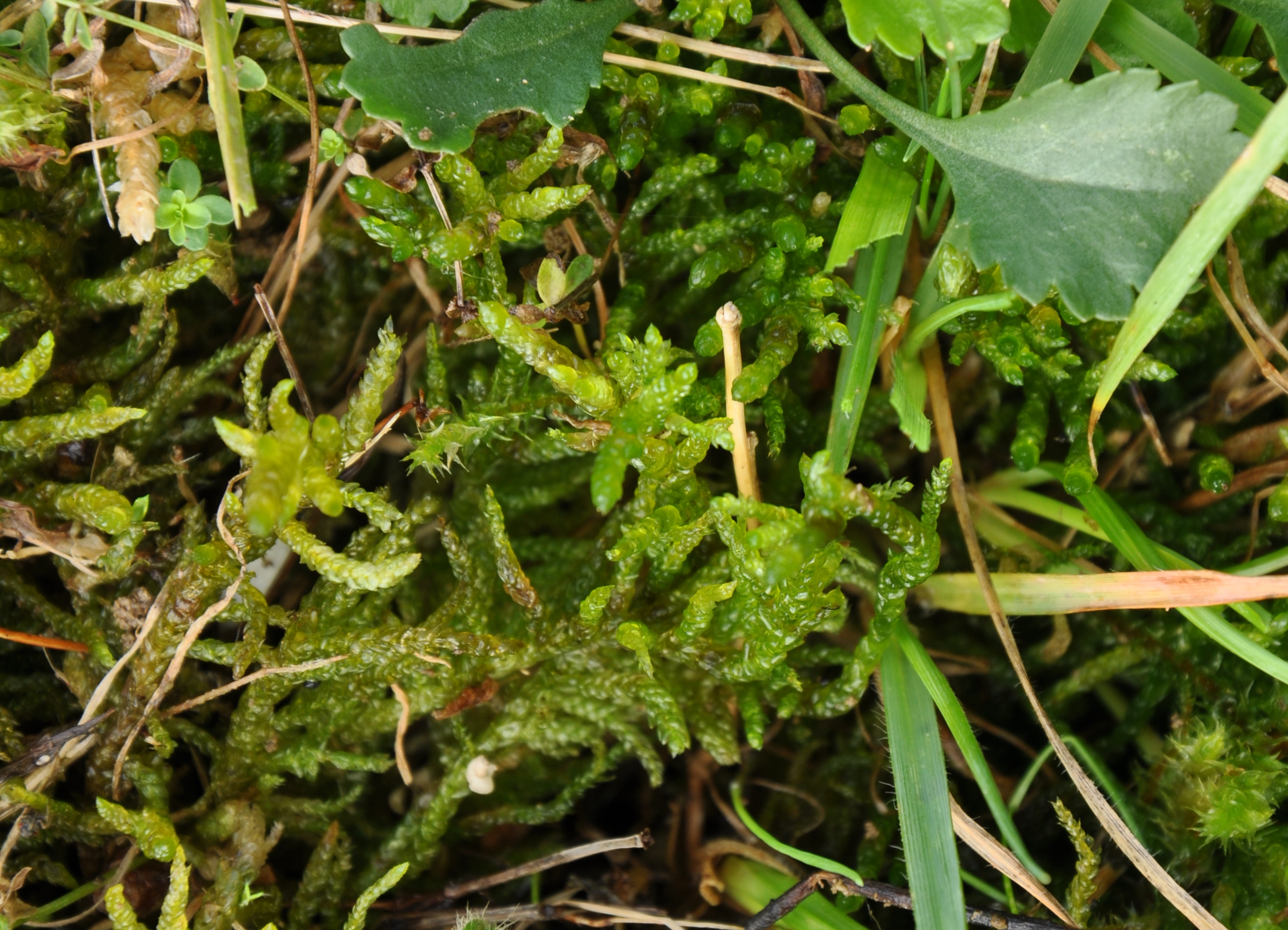 31082013091835 1762 art 1325 pseudoscleropodiumpurum dsc 0699