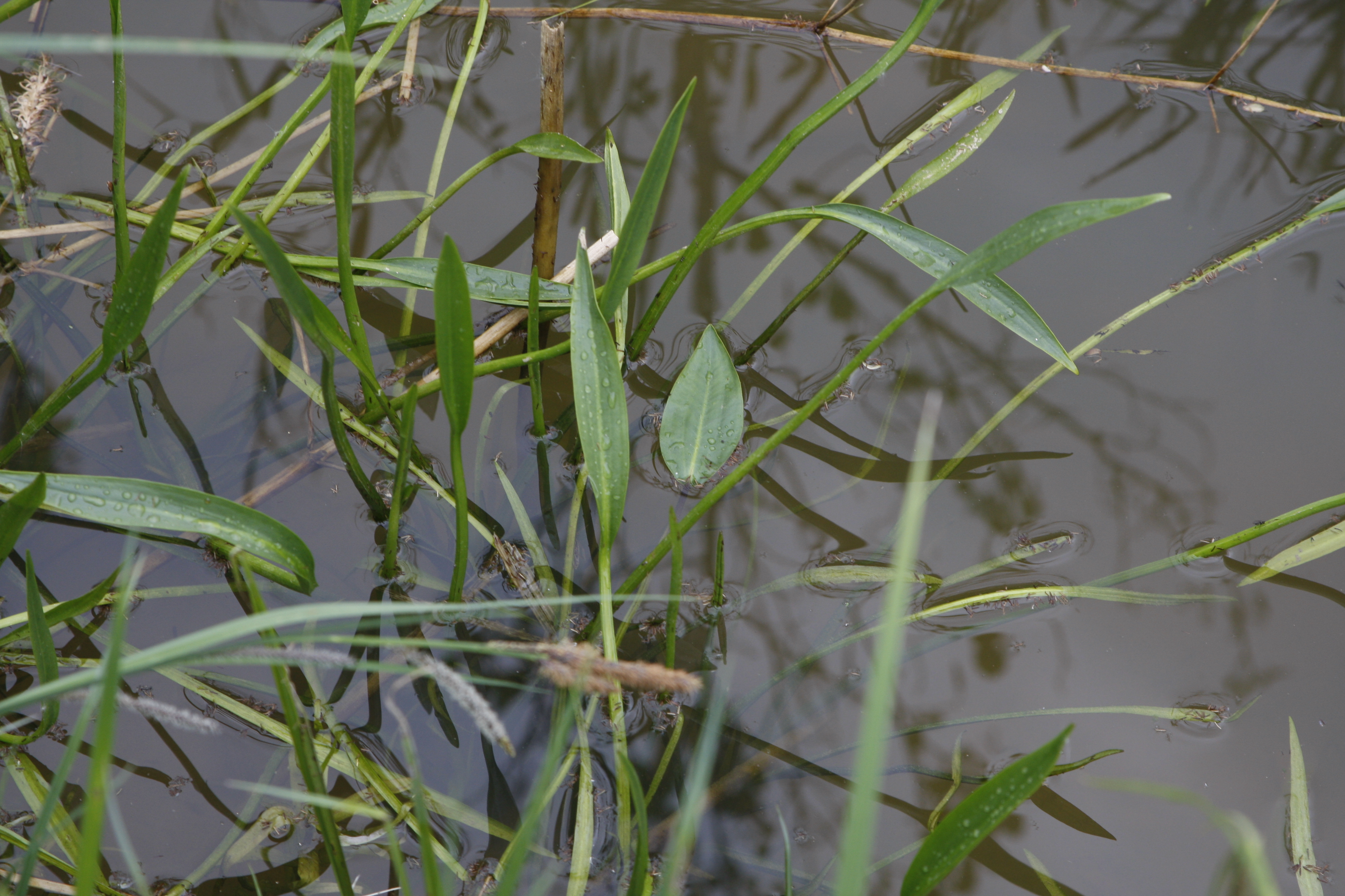 31082013093911 1763 art 1320 alismalanceolatum wiesengrabenkronnersdorf
