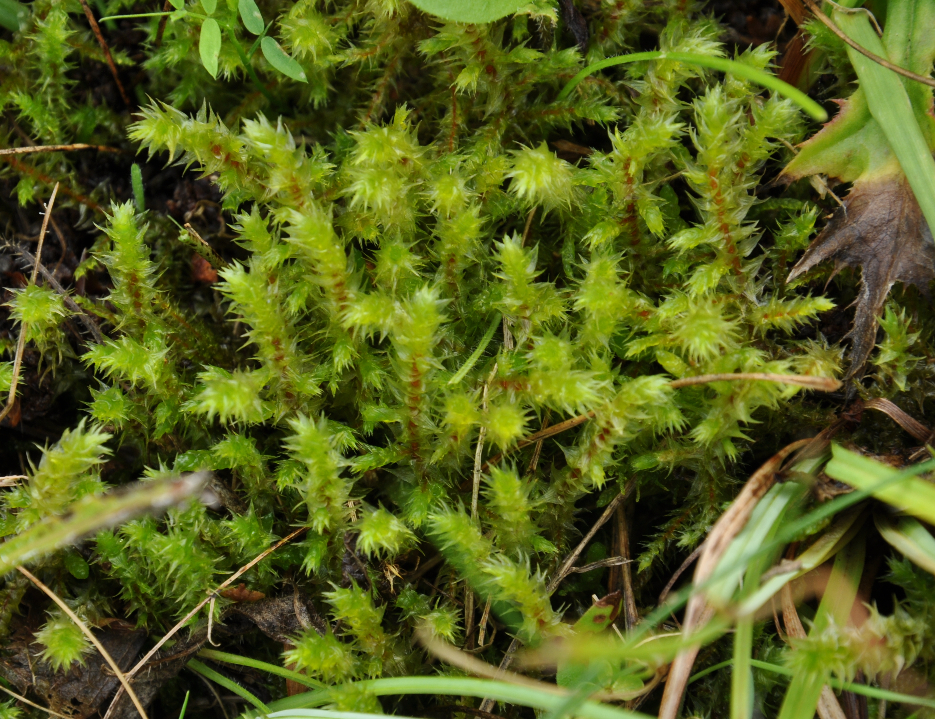 31082013094132 1764 art 1326 rhytidiadelphustriquetrus dsc 0683