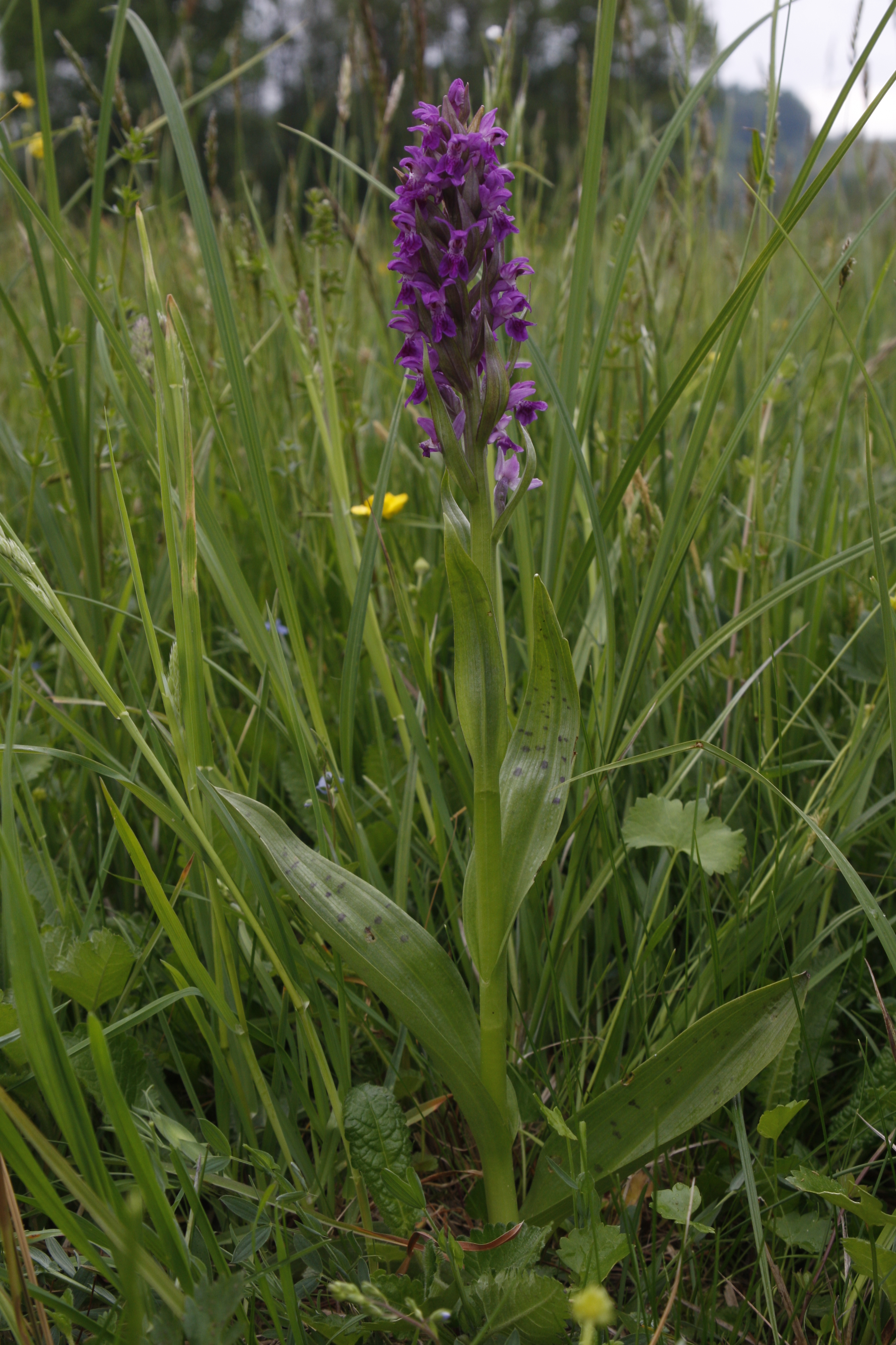 31082013094429 1765 art 330 breitblattriges knabenkraut kronnersdorferfeuchtwiesen1