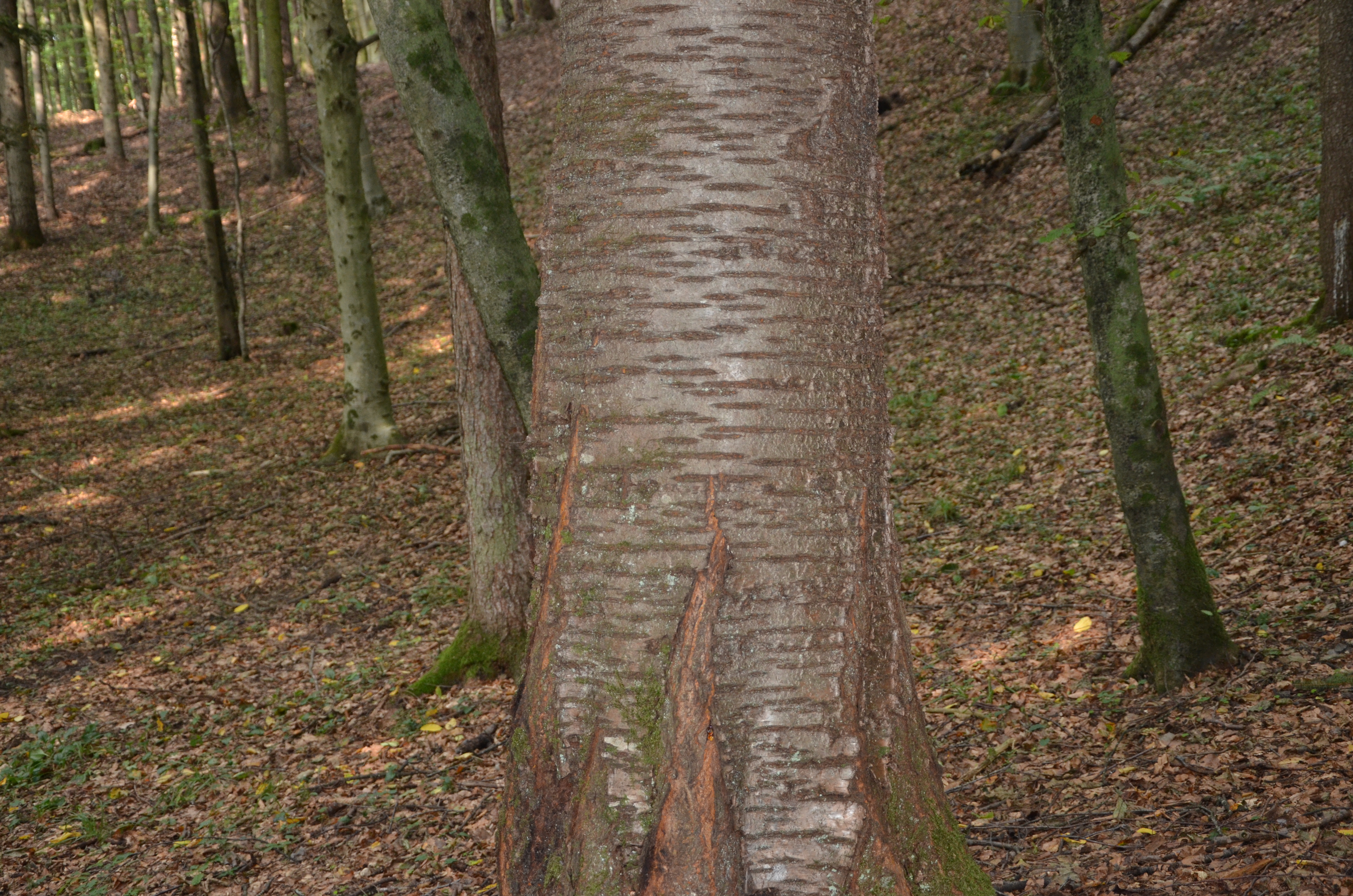 31082013095433 1766 art 231 dsc 8856 padus avium 2