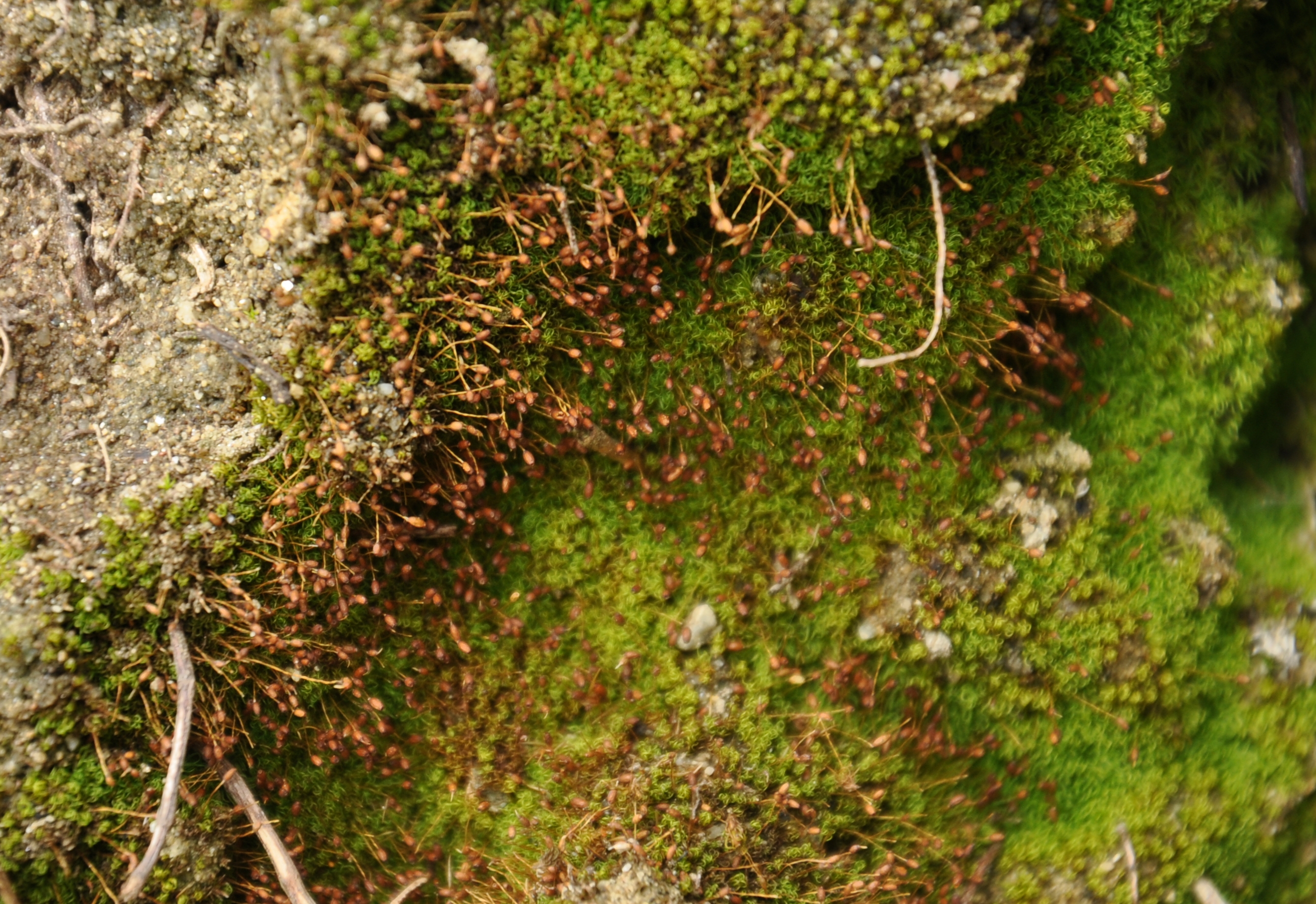 31082013100832 1767 art 1327 weissiacontroversa dsc 0769