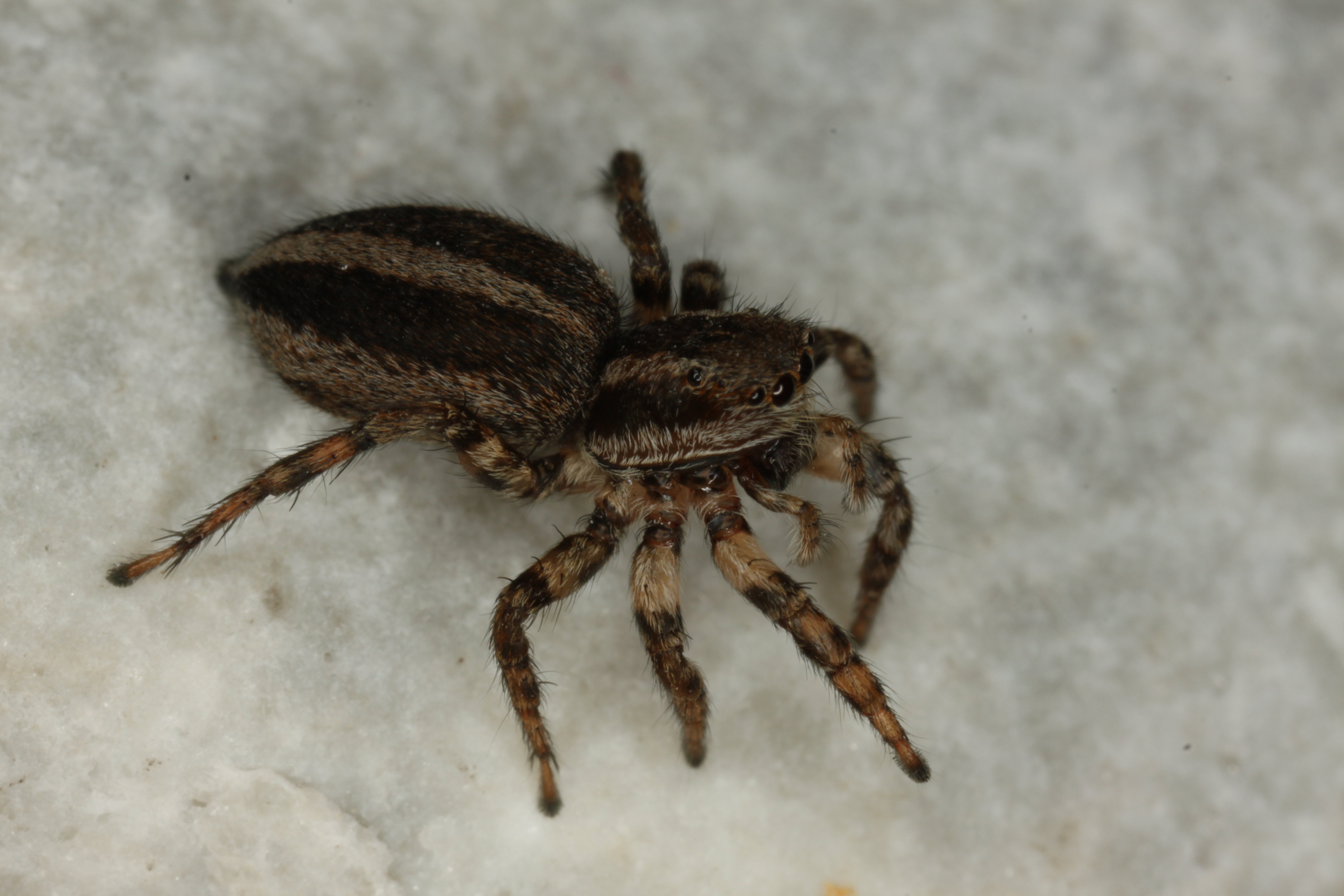 31082013111930 1768 art 907 phlegra fasciata f a styria gleichenberger kogel 6 5 2011 chko 29