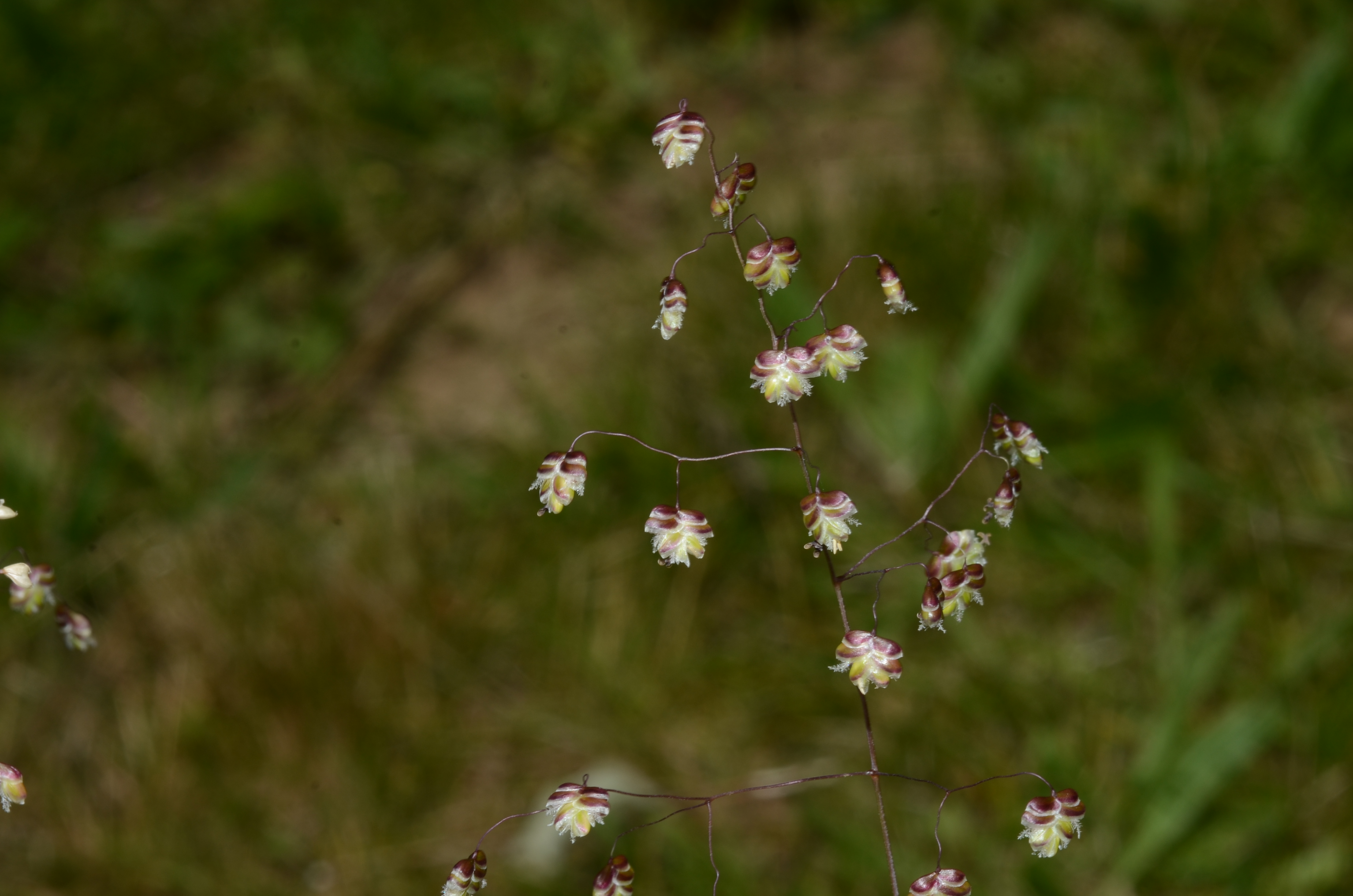 31082017000207 3047 art 1835 dsc 4577