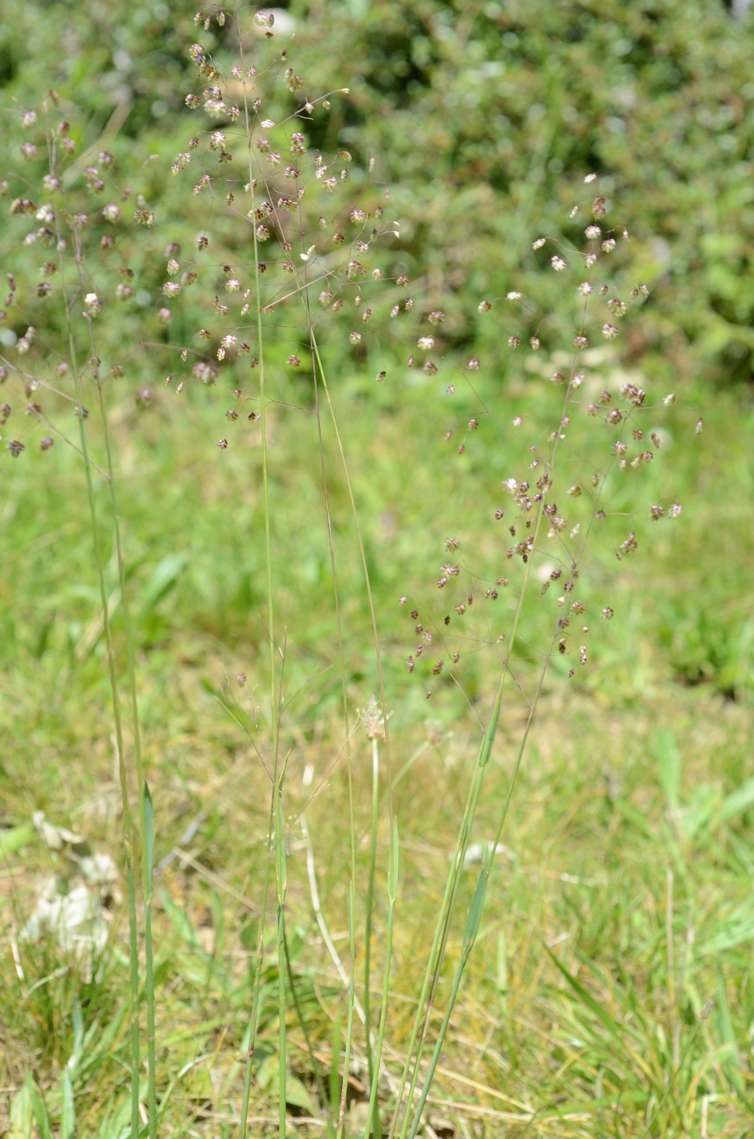 31082017000339 3048 art 1835 dsc 4572