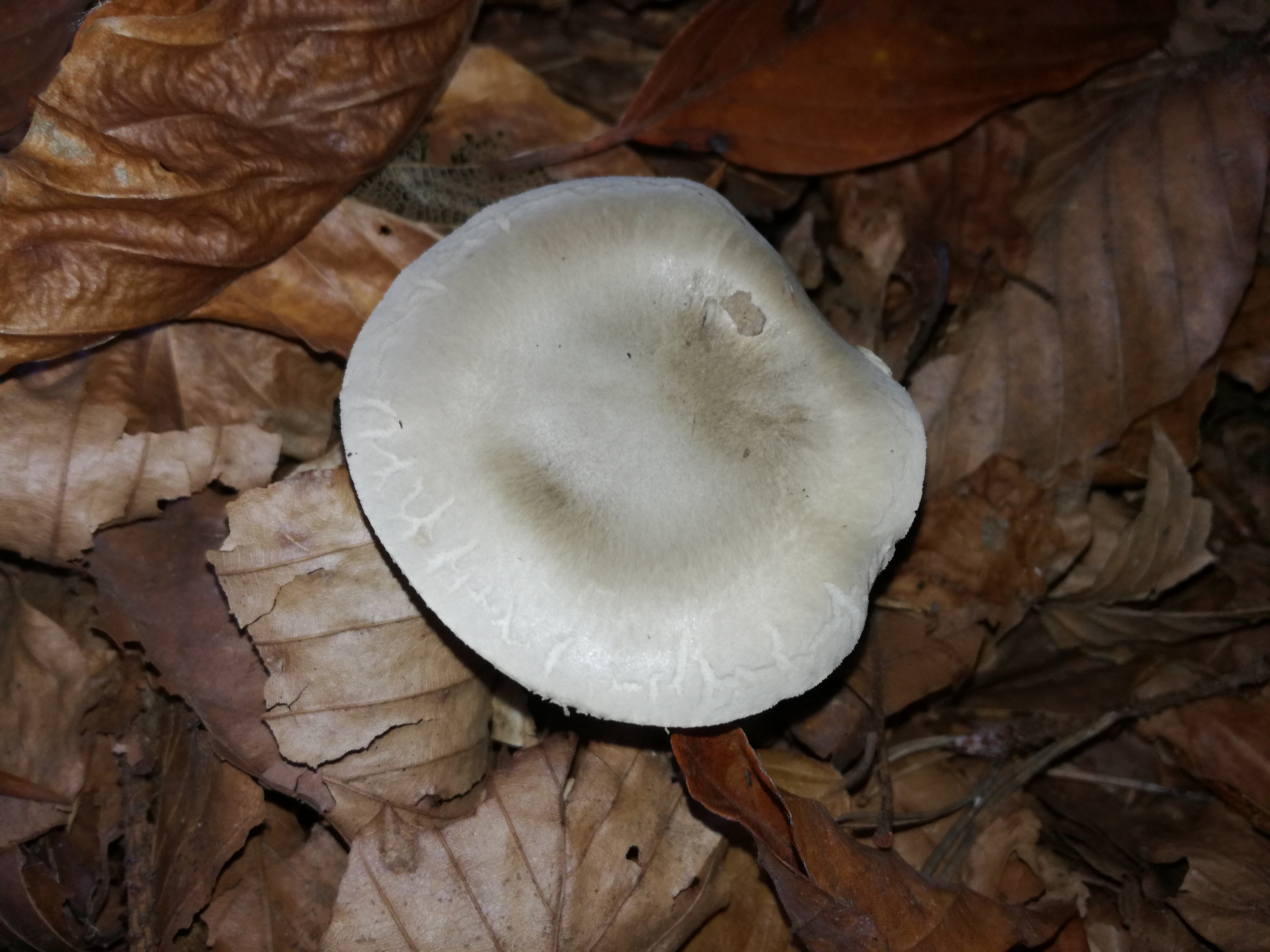 31102017000106 3201 art 1914 img 20171020 162503