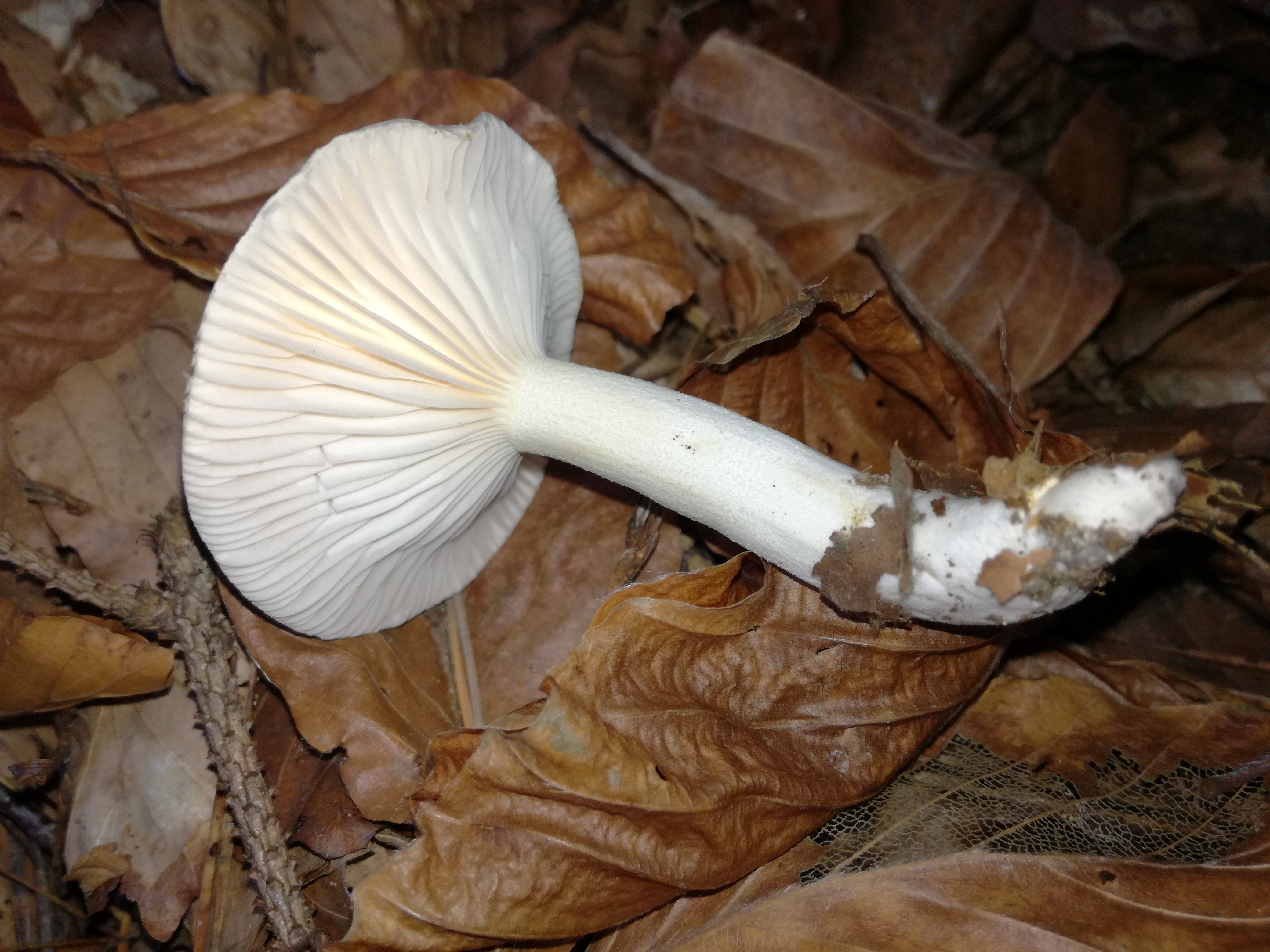 31102017000239 3202 art 1914 img 20171020 162514