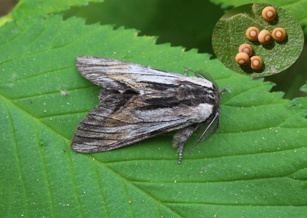 Kleinschmetterlinge & Nachtfalter