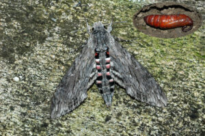 Kleinschmetterlinge & Nachtfalter