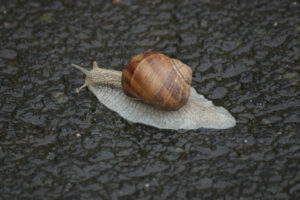 Schnecken