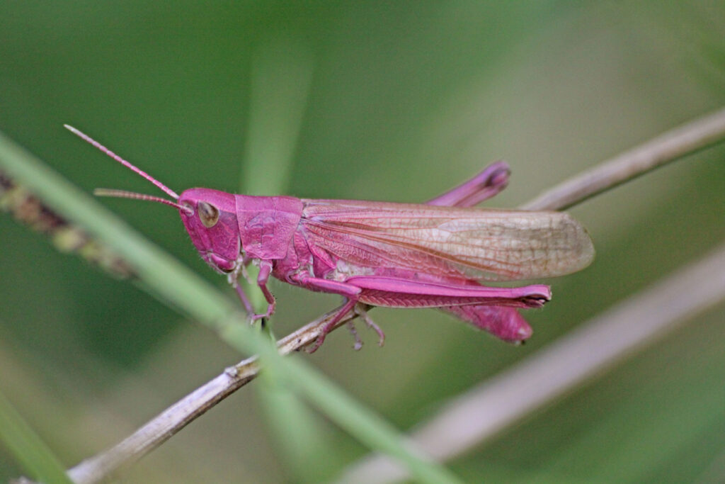 Heuschrecken und Fangschrecken