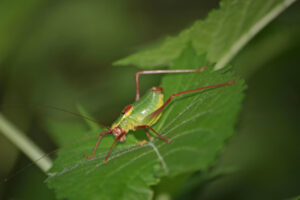 Heuschrecken und Fangschrecken