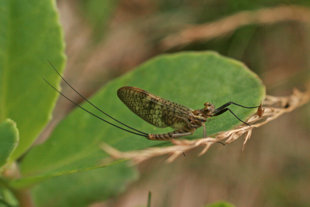 Köcher-, Eintags-, & Steinfliegen