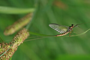 Köcher-, Eintags-, & Steinfliegen