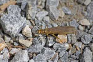 Köcher-, Eintags-, & Steinfliegen