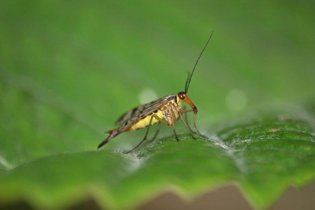 Schnabelfliegen & Ohrwürmer