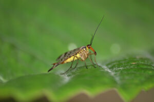 Schnabelfliegen & Ohrwürmer