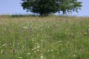 Basische Halbtrockenwiesen