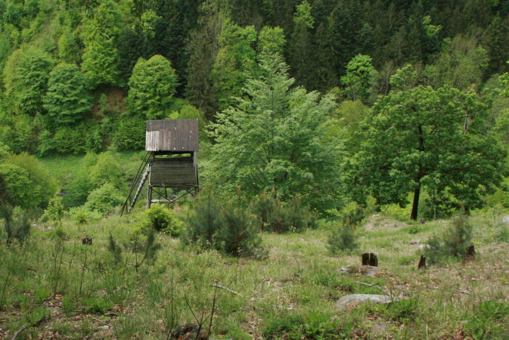 Sukzessions- & Pionierwälder