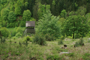 Sukzessions- & Pionierwälder