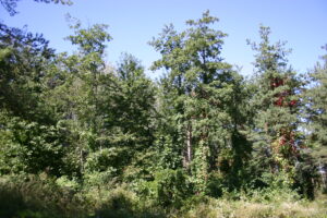 Sukzessions- & Pionierwälder