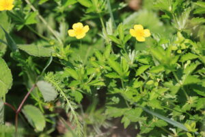 Basische Halbtrockenwiesen