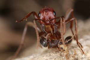 Ameisen