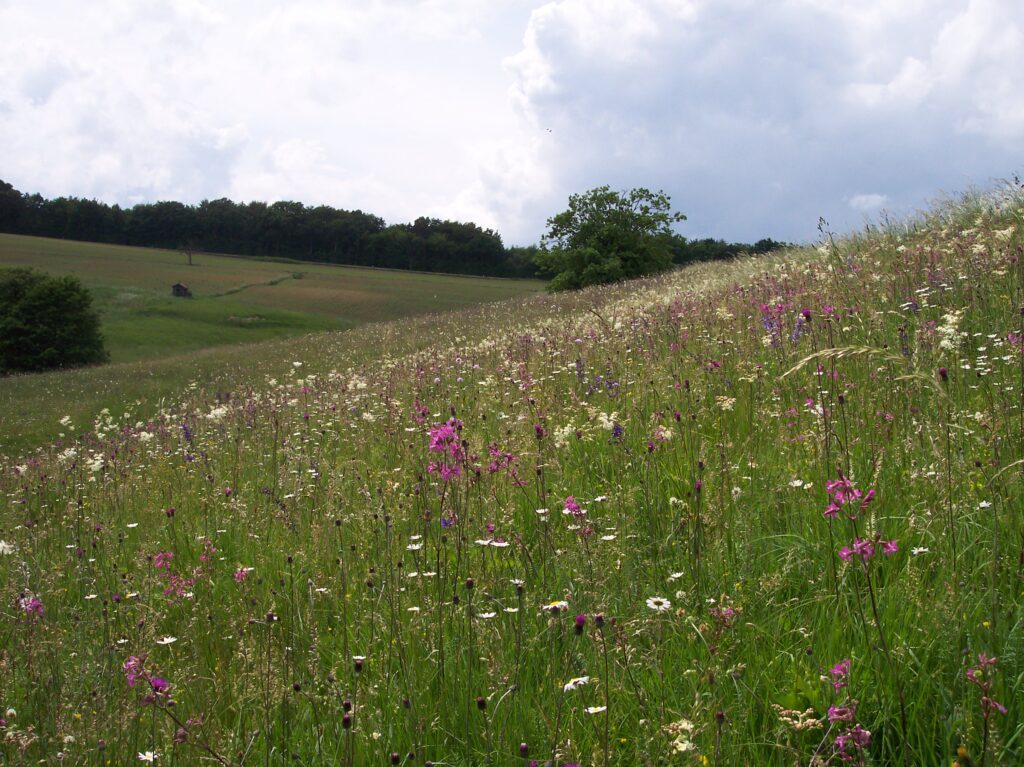 Basische Halbtrockenwiesen