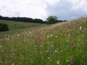 Basische Halbtrockenwiesen
