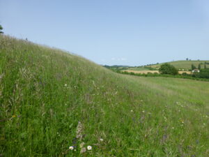 Basische Halbtrockenwiesen