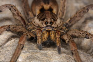 Spinnen