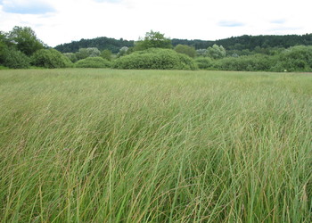 Röhrichte und Riede