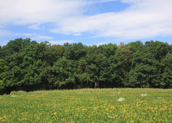 Stieleichen-Rotföhrenwälder