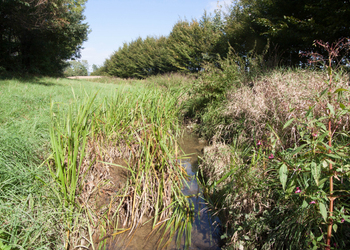 Grabenlandbäche mit Ufergalerien